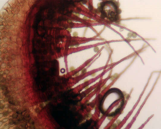 Sivun Fissidens bryoides Hedwig 1801 kuva