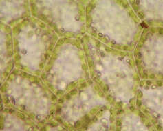 Image of <i>Fossombronia <i>pusilla</i></i> subsp. pusilla