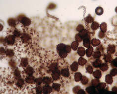 Image of <i>Fossombronia <i>pusilla</i></i> subsp. pusilla