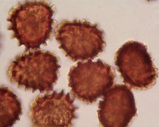 Image of <i>Fossombronia <i>pusilla</i></i> subsp. pusilla