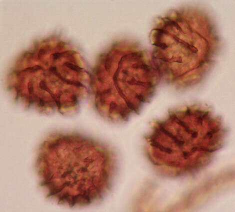 Image of <i>Fossombronia <i>pusilla</i></i> subsp. pusilla