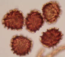 Image of <i>Fossombronia <i>pusilla</i></i> subsp. pusilla