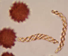 <i>Fossombronia <i>pusilla</i></i> subsp. pusilla的图像