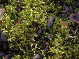 Image of goose neck moss