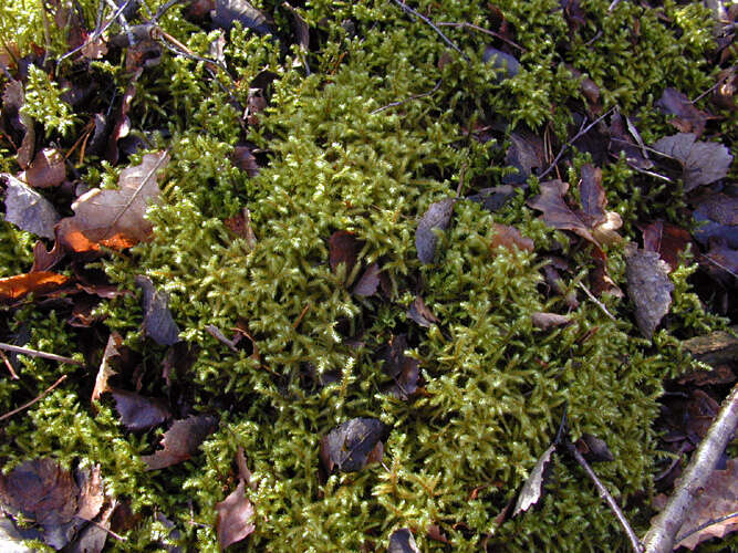 Image of goose neck moss