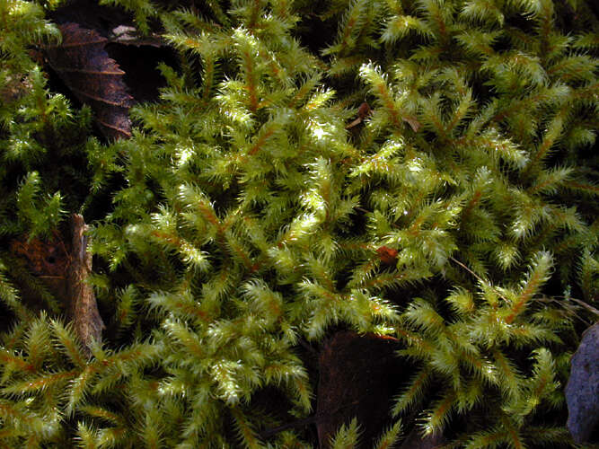 Image of goose neck moss