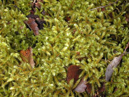 Image of goose neck moss