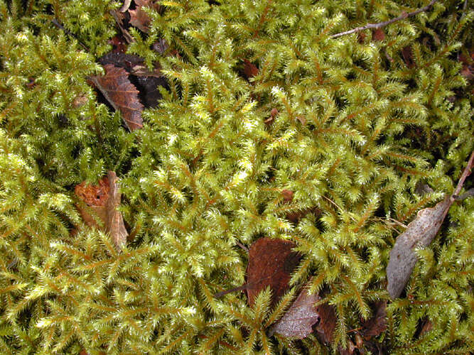 Image of goose neck moss