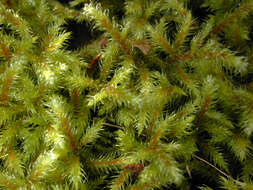 Image of goose neck moss