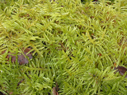 Image of pseudoscleropodium moss