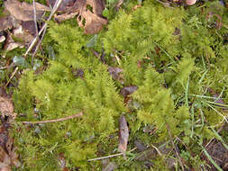 Image of tamarisk thuidium moss