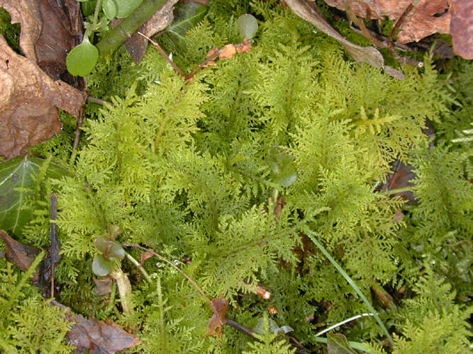 Image of tamarisk thuidium moss