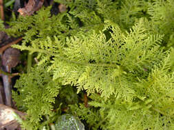 Image of tamarisk thuidium moss