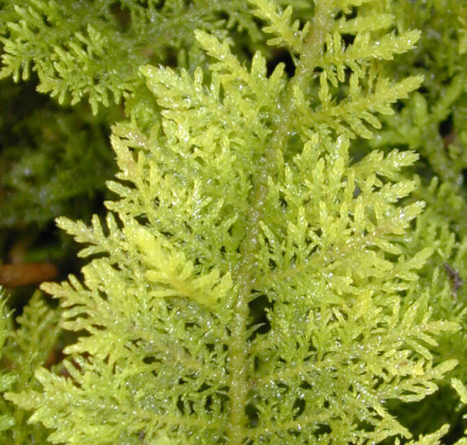 Image of tamarisk thuidium moss