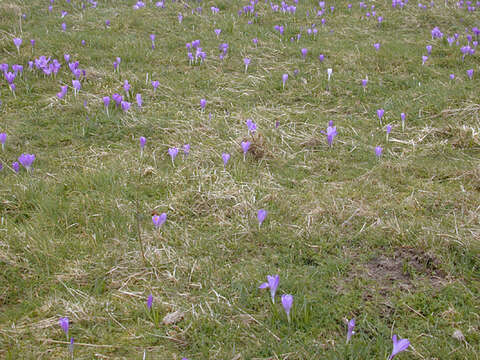 Image of dutch crocus, spring crocus