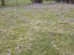 Crocus vernus (L.) Hill resmi