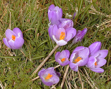 Image of dutch crocus, spring crocus