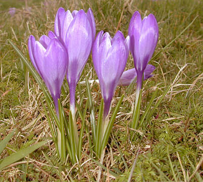 Crocus vernus (L.) Hill resmi