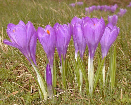 Image of dutch crocus, spring crocus