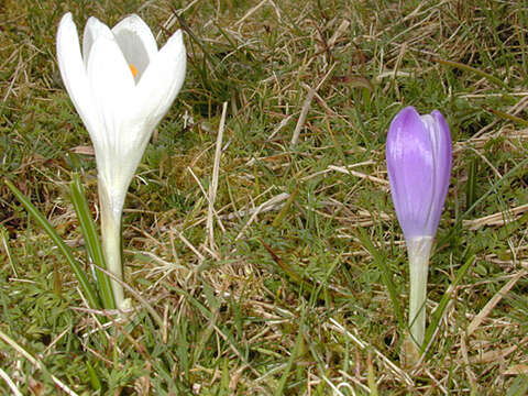 Image of dutch crocus, spring crocus