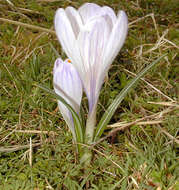 Image of dutch crocus, spring crocus