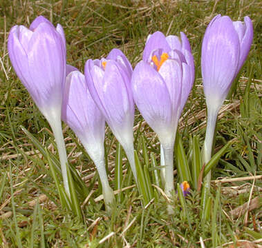 Image of dutch crocus, spring crocus