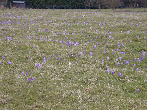 Image of dutch crocus, spring crocus