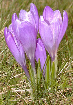 Image of dutch crocus, spring crocus