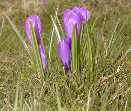 Image of dutch crocus, spring crocus