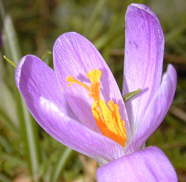 Image of dutch crocus, spring crocus