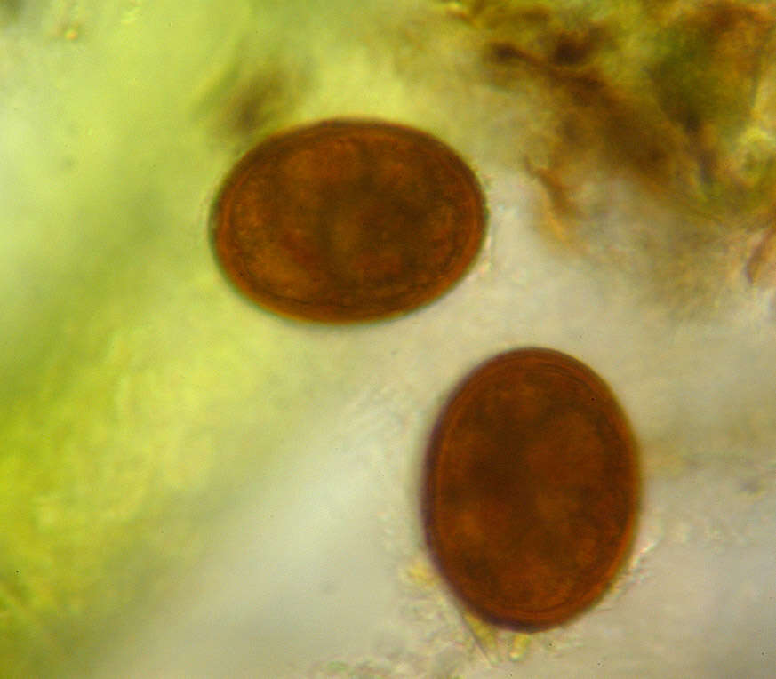 Image of Spirogyra majuscula