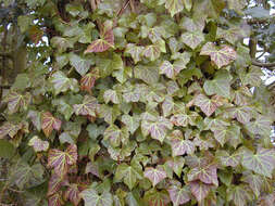 Image of Hedera helix f. helix