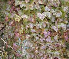 Image of Hedera helix f. helix