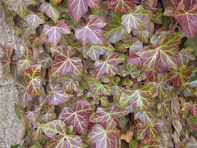 Image of Hedera helix f. helix