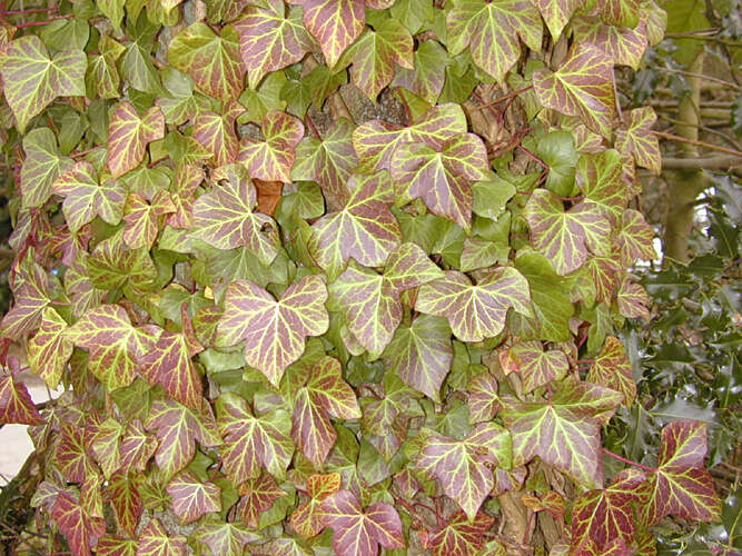 Image of Hedera helix f. helix