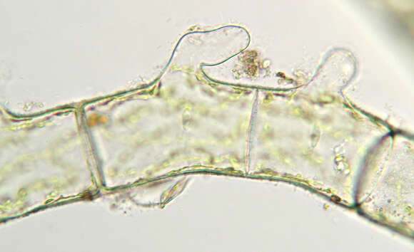 Image of Spirogyra majuscula