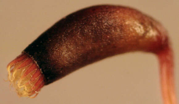 Image of Entodontaceae