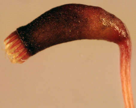 Image of Entodontaceae