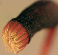 Image of pseudoscleropodium moss