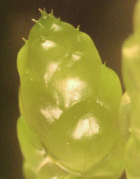 Image of Entodontaceae