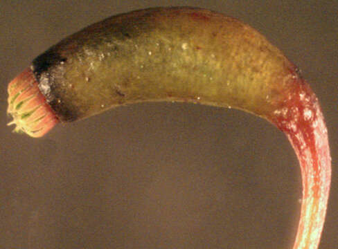 Image of Entodontaceae