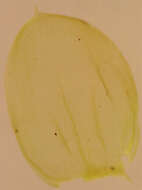 Image of Entodontaceae