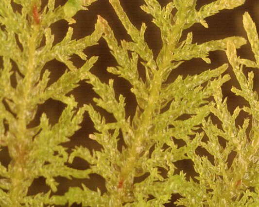 Image of tamarisk thuidium moss