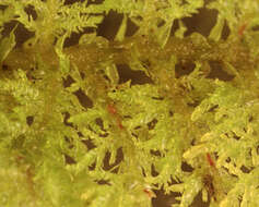 Image of tamarisk thuidium moss