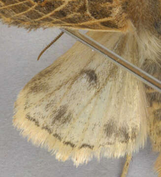 Image of Anchoscelis lunosa