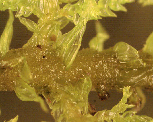 Image of tamarisk thuidium moss