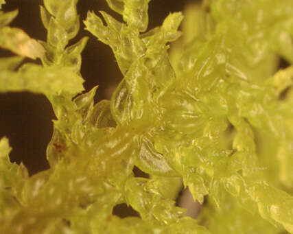 Image of tamarisk thuidium moss