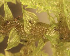 Image of tamarisk thuidium moss