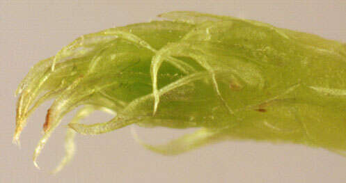 Image of tamarisk thuidium moss