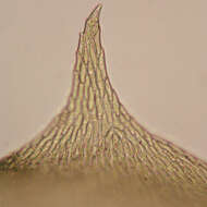 Image of pseudoscleropodium moss